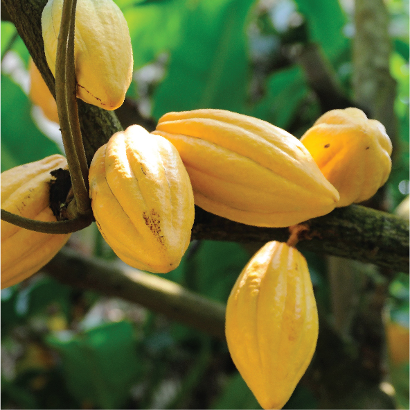 COCOA EXTRACTS Mane Kancor Ingredients Pvt Ltd Ingredients Network